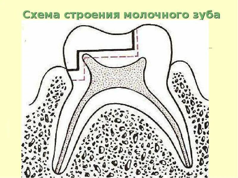 Зуб строение молочные постоянные зубы. Строение молочного зуба анатомия. строение зуба для дошкольников. строение молочного зуба в разрезе.
