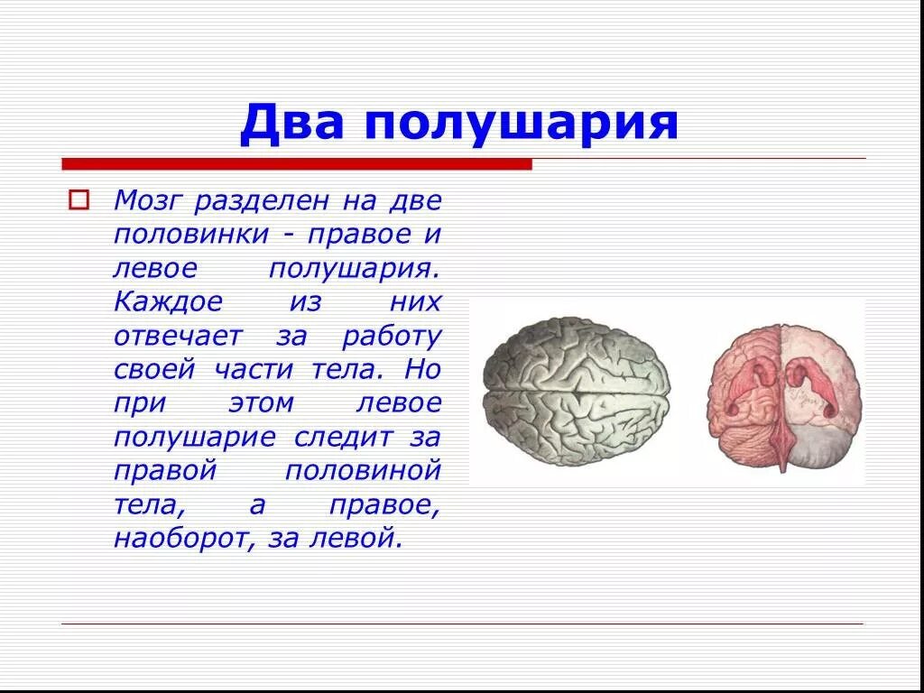 Два полушария мозга. Мозг человека полушария. Мозг разделен на два полушария. Головной мозг 2 полушария.