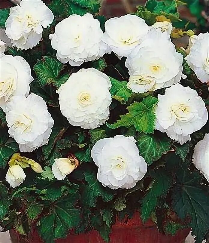 Бегония нон стоп белая фото Begonia Seeds Go-go White 15 Thru 200 Pelleted Seeds Begonia Tuberybrida Etsy