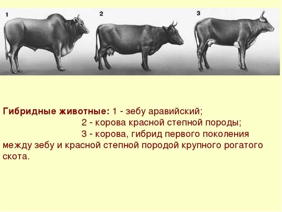 Гибрид КРС И зебу. Гибриды зебу и красной Степной. Корова породы зебу. Селекция коров.