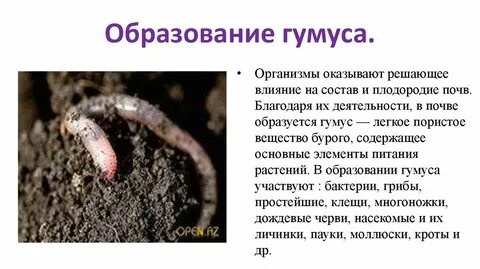 Средообразующая роль организмов