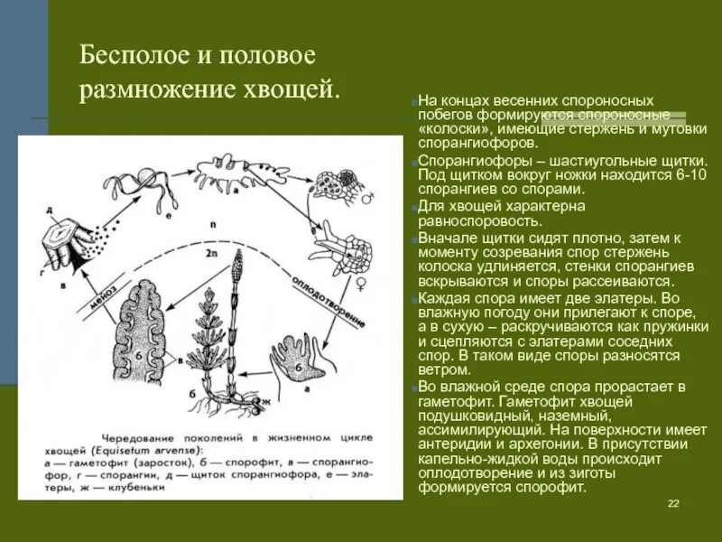 Жизненный цикл хвоща схема. Бесполое размножение хвощей. Половое размножение хвощей. Способы размножения хвощей.