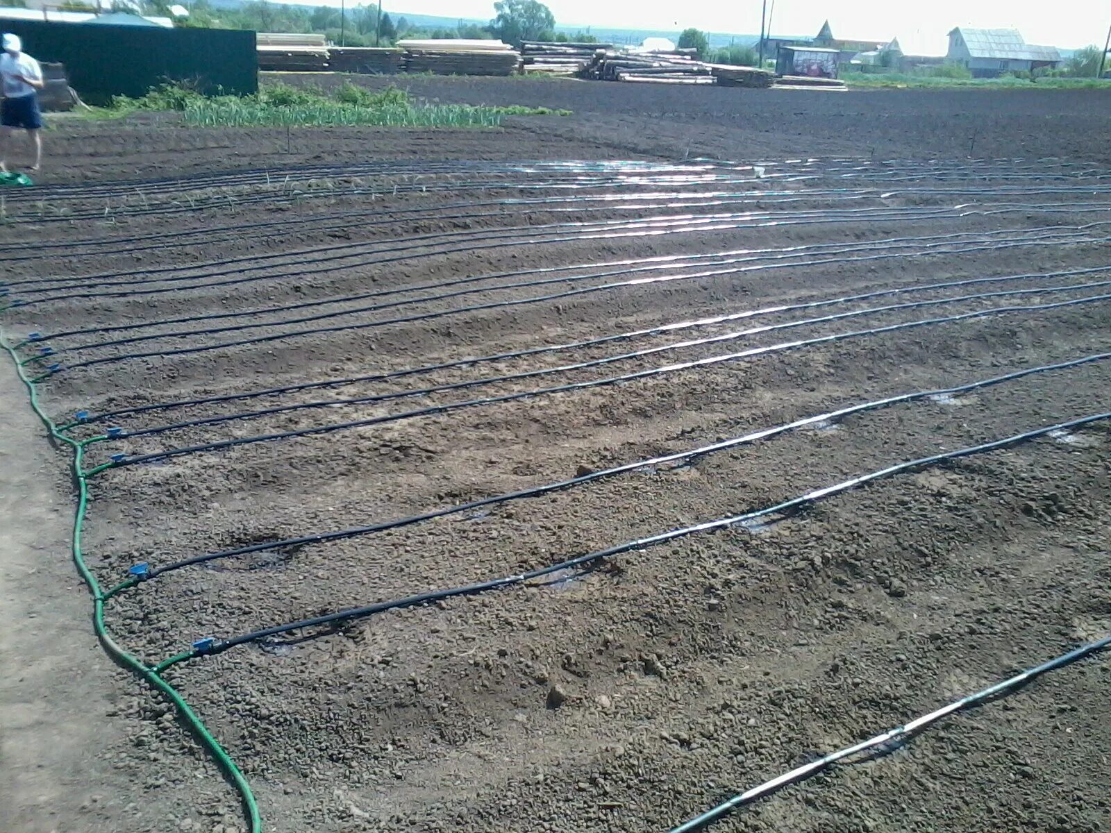 Капельный полив в питомнике. Система капельного полива (drip system). Полив на гектарах. Полив на гектарах. Полив картофеля в поле.