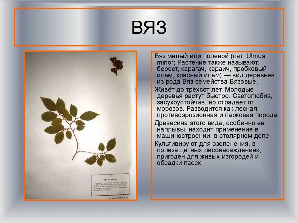 Карагач 4 буквы. Вяз семейство род вид. Краткое описание вяз. Вяз строение. Вяз систематика.