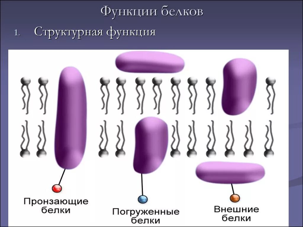 Белки механическая функция. Структурная функция белков. Структурные белки функции. Белок структурная функция. Структурная функция белка.