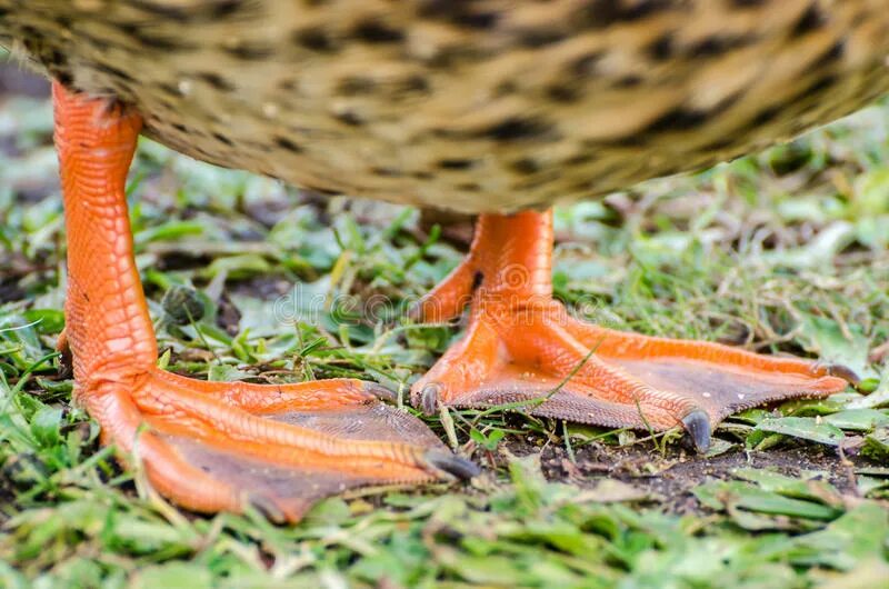 Duck feet. Лапы утки кряквы. Лапы водоплавающих птиц. Перепонки у птиц. Ноги утки.