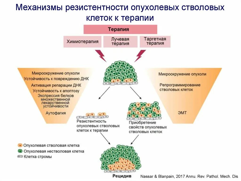 Иммунная резистентность. Культивирование стволовых клеток схема. Механизмы резистентности опухоли к терапевтическим воздействиям.. Схема получения препаратов стволовых клеток. Механизмы лекарственной устойчивости опухолевых клеток.