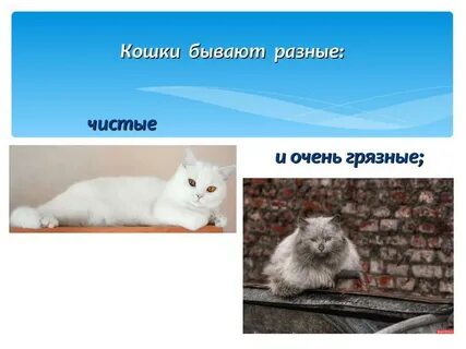 Проект мир кошек