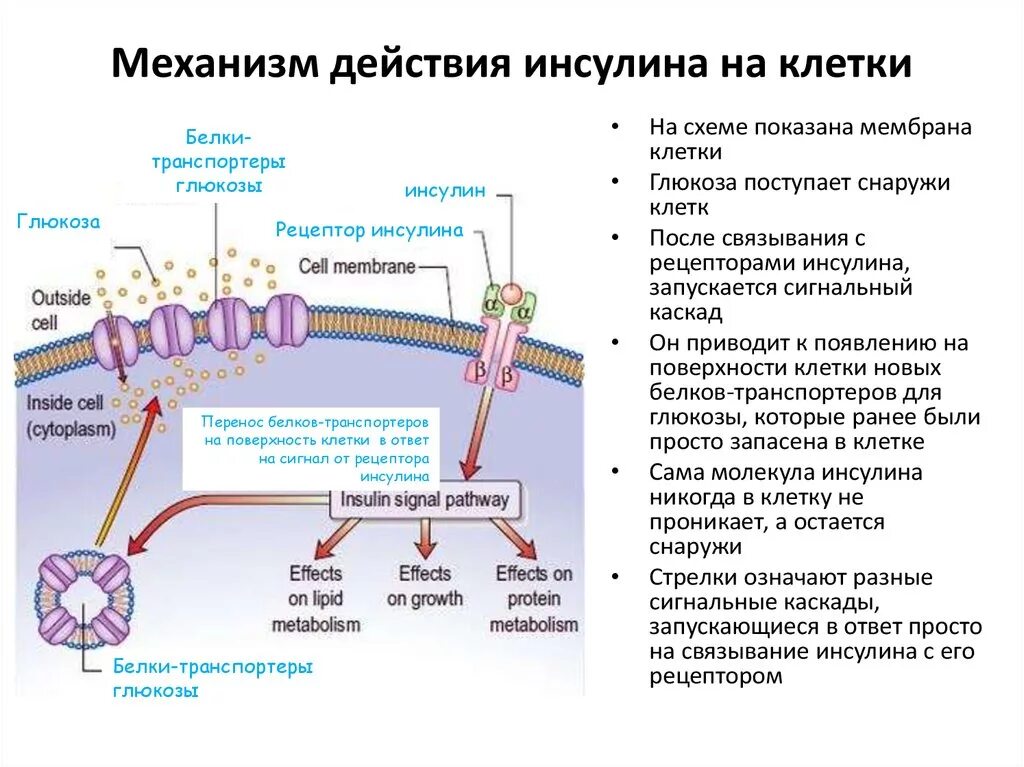 Транспорт белка происходит. Клеточные механизмы действия инсулина. Механизм действия инсулина схема. Рецепторы инсулина механизм. Механизм действия инсулина биохимия схема.