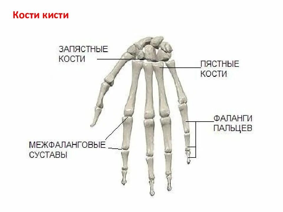 Скелет пальцев. Кости кисти анатомия человека. кости кисти (ossa manus).. пястная кость кисти строение. скелет человека кости кисти руки запястье, пясть.