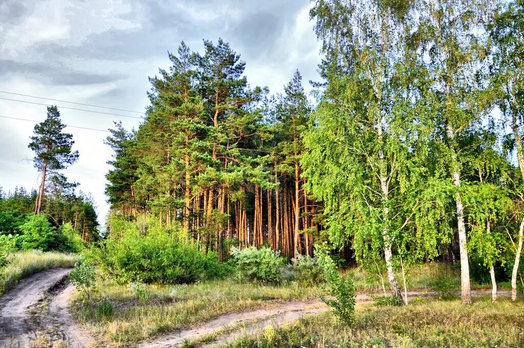 Село хвойный. Сосновый Бор Воронеж лес. Сосновый лес в Воронежской области. Воронежская область Теллермановский лес сосна. Новохоперск Сосновый лес.