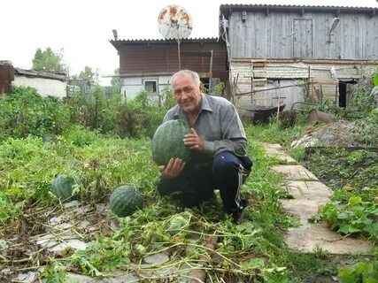 Поливаю арбузы