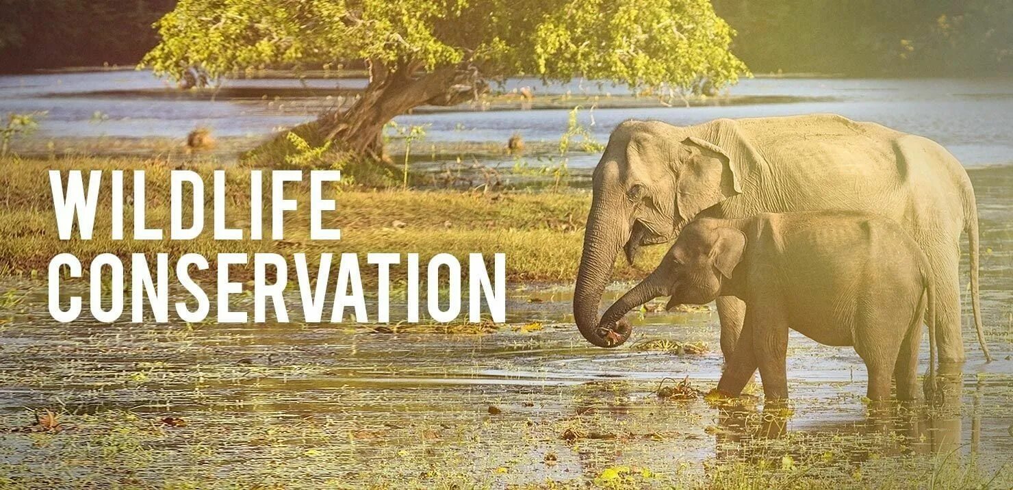 Go do a crime fauna. Wildlife protection. Animal conservation. Wildlife programme. Wildlife protection.