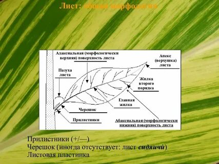 Листовая поверхность растений