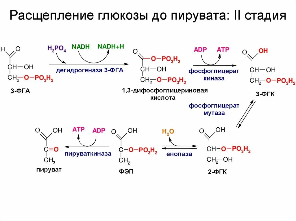 Аэробный распад Глюкозы до пирувата. Гликолиз Глюкозы до пирувата. Гликолитическое расщепление Глюкозы. Окисление Глюкозы в пируват.