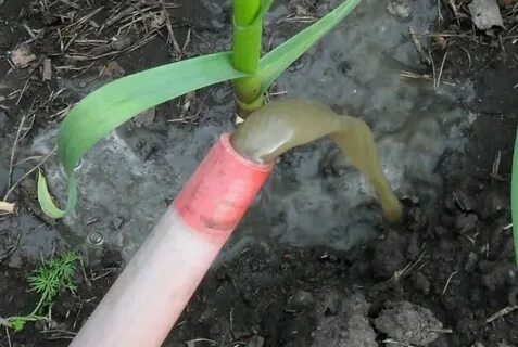 Поливать чеснок после посадки на зиму
