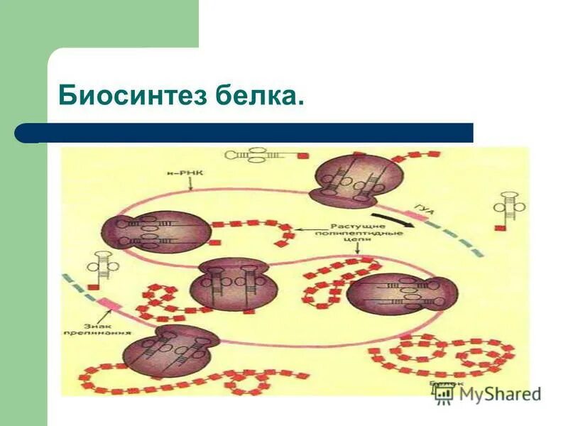 Матричный синтез белка