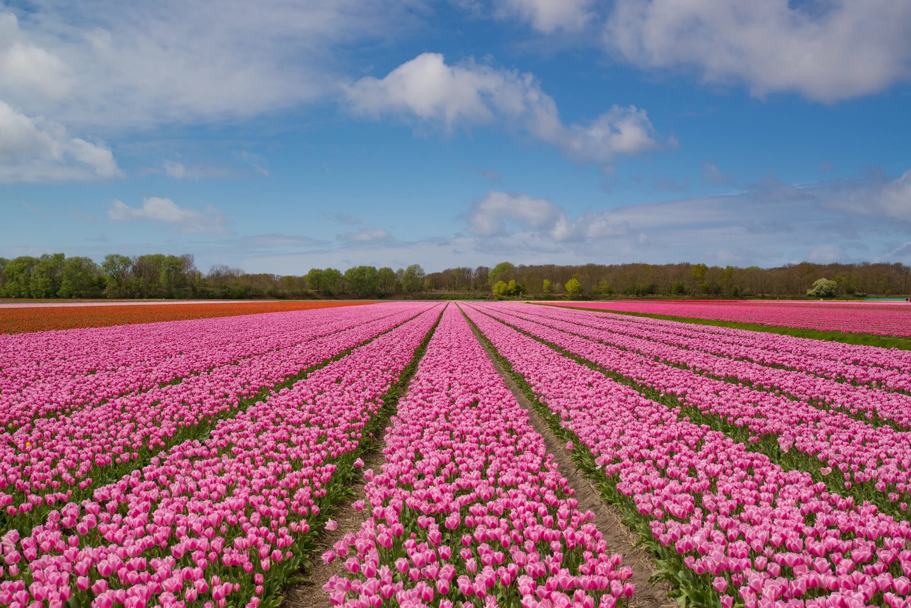 Где тюльпановые поля. Тюльпановые поля в Голландии. Амстердам тюльпановые поля. Тюльпановые плантации в Голландии.