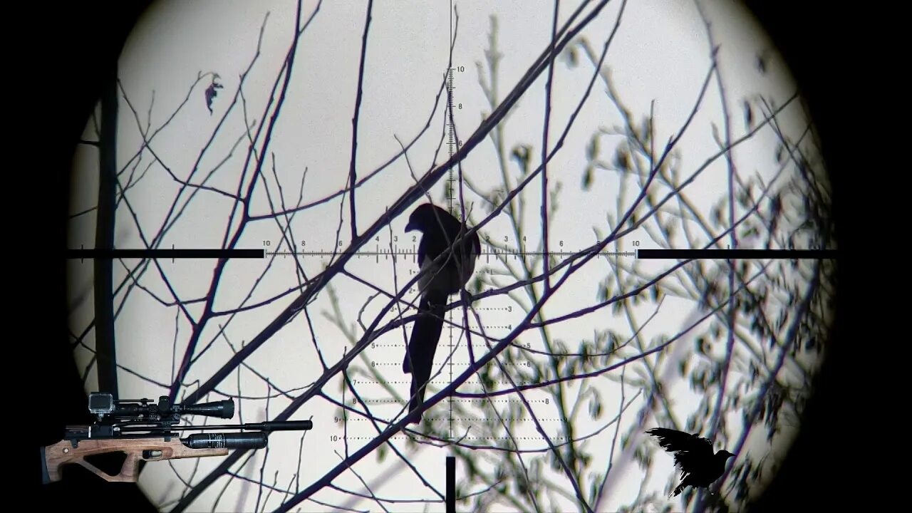 Охота на серых ворон. Crow Hunting. Кроухантинг. Кроухантинг с пневматики. Джек Хантер Кроухантинг.