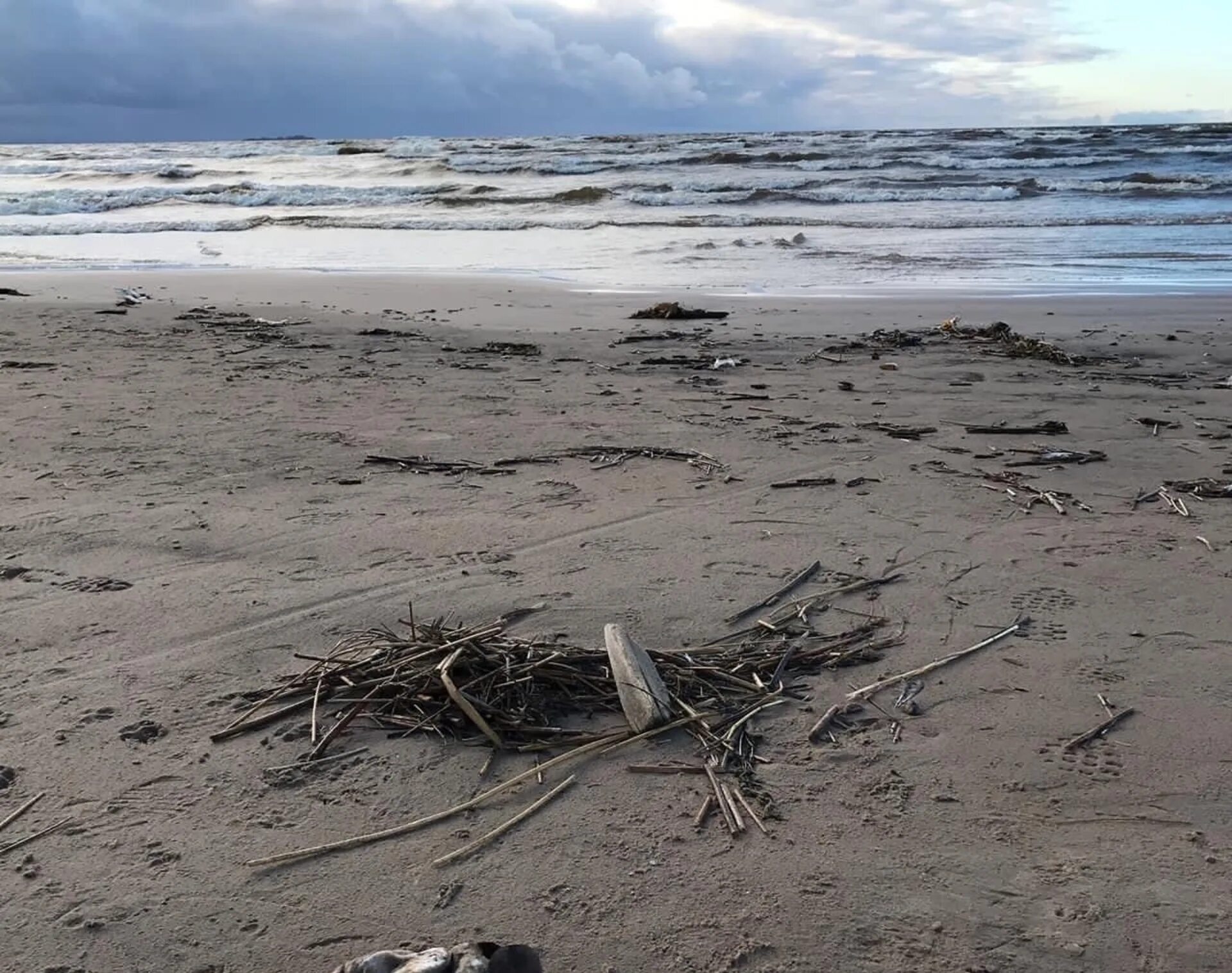 Находка море. Белемниты окаменелости. Странные находки на пляже. Огромные морские существа. Найденный на побережье.