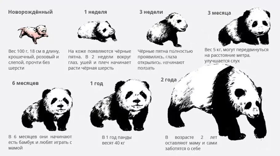 Сколько весит детеныш. Стадии развития панды. Панда вес взрослой особи. Рост и вес панды взрослой. Продолжительность жизни большой панды.