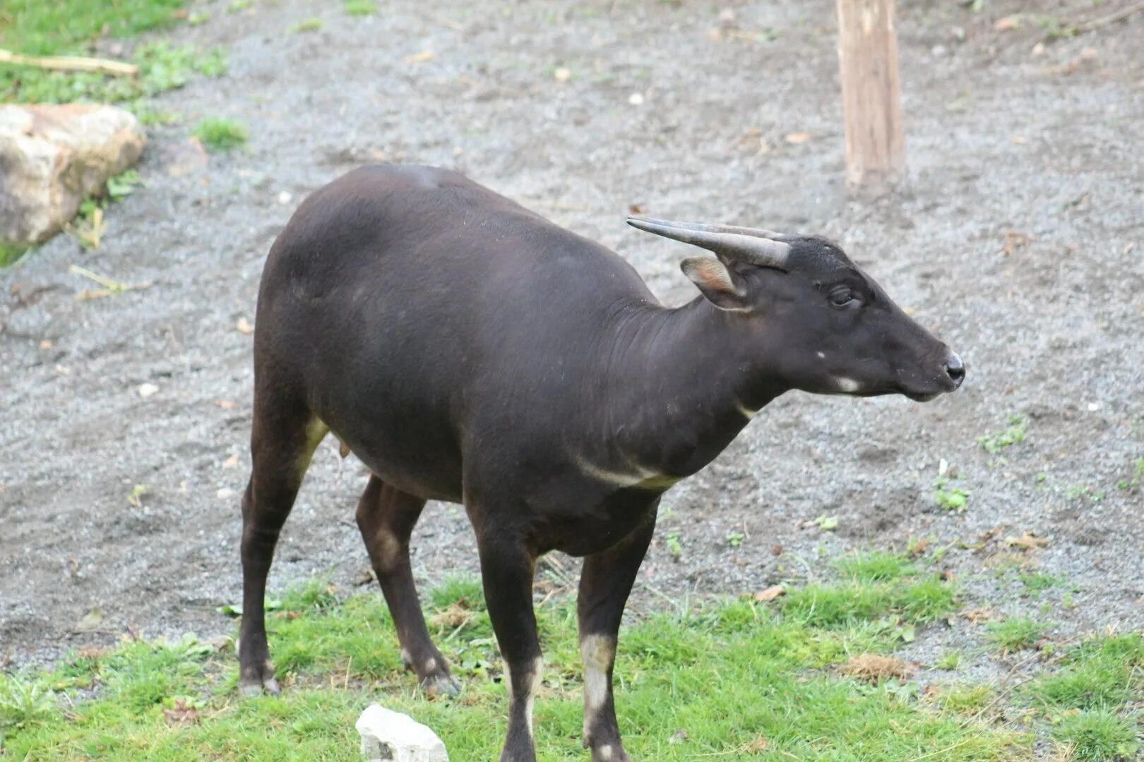 Карлик среди буйволов 4. Аноа буйвол. Карликовый буйвол аноа. Равнинный аноа. Bubalus depressicornis — аноа.