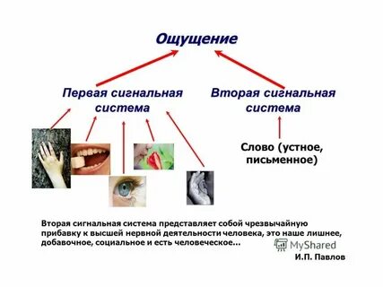 Речь вторая сигнальная система человека