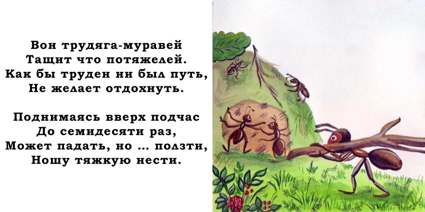 Муравей нашел зерно оно было тяжелое. Муравьи утащили. Муравей тащит муравья. Муравей тащит соломинку. Муравьи тащат добычу.