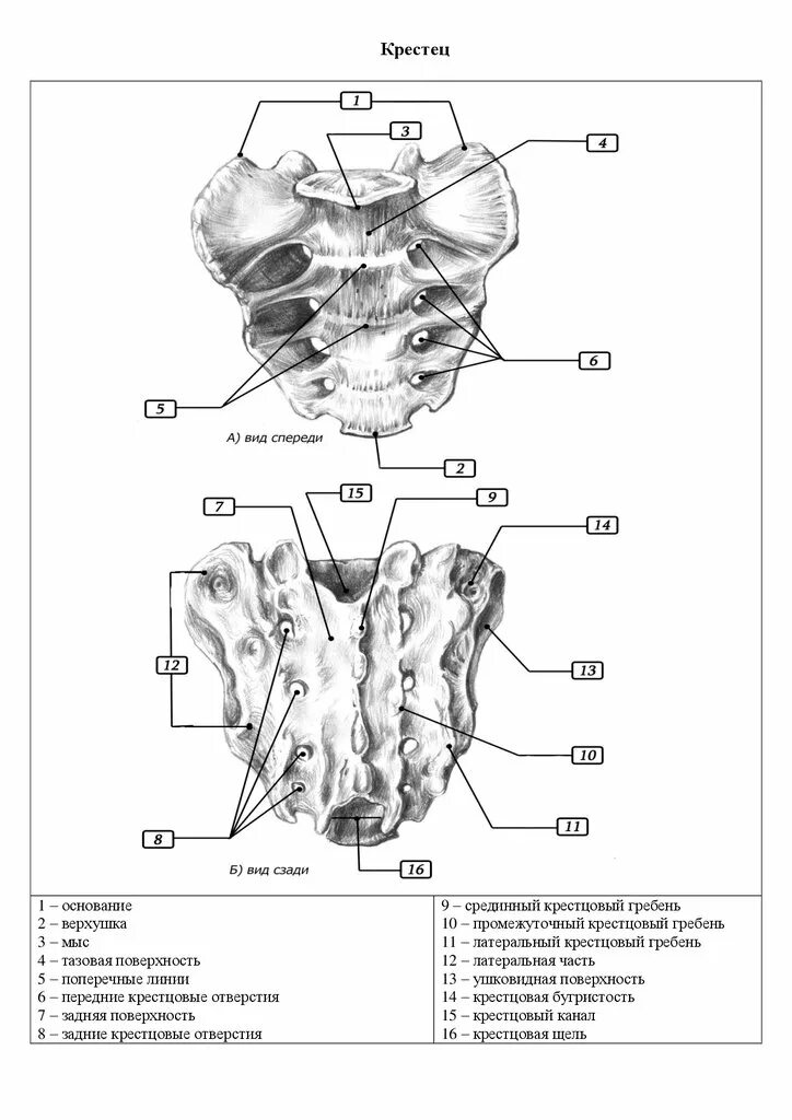 Крестцовые позвонки анатомия. Крестец анатомия человека строение. Крестцовые позвонки анатомия латынь.