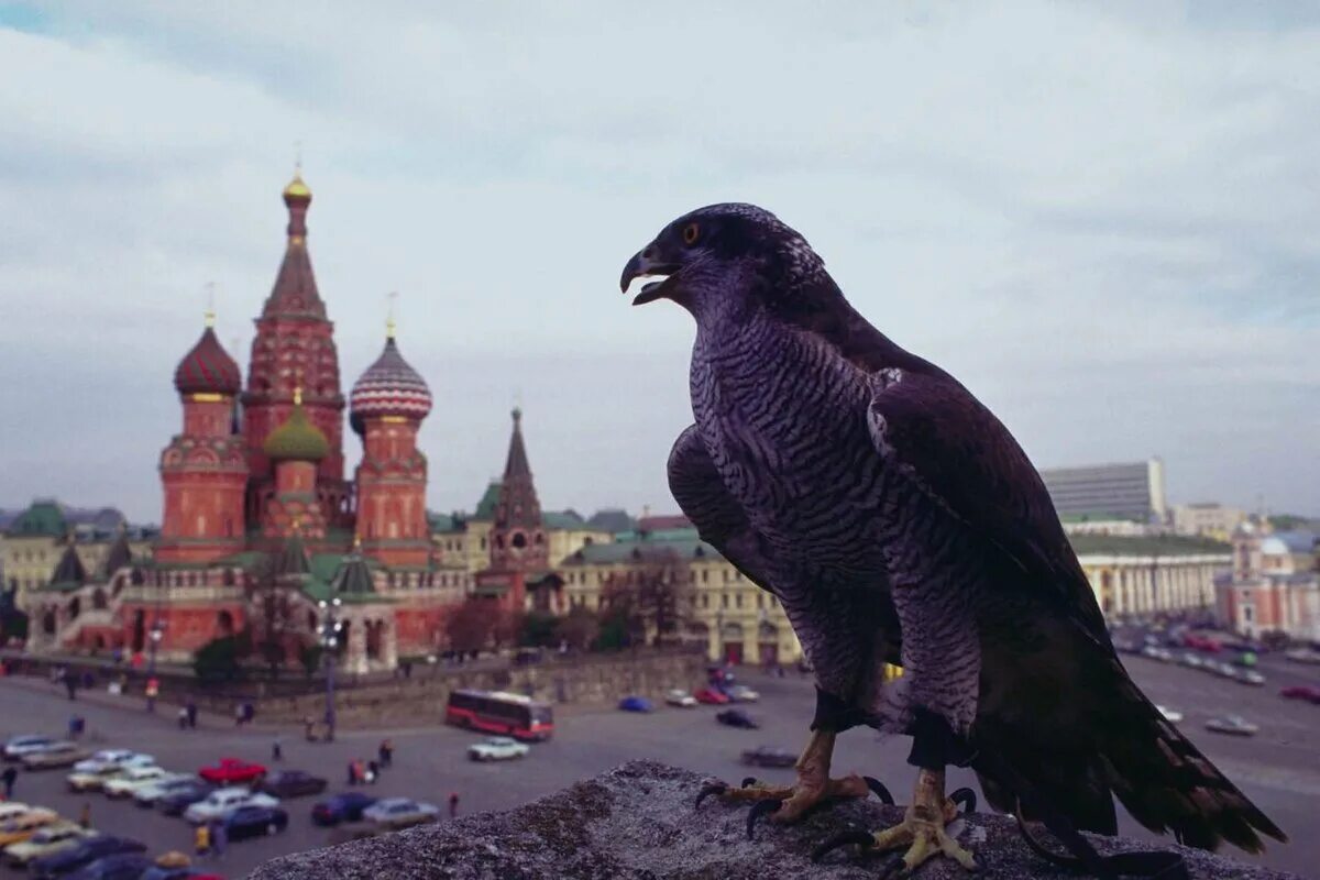 Сокол Сапсан в городе. Сокол Москва. Птицы в городе. Кремлевские птицы.