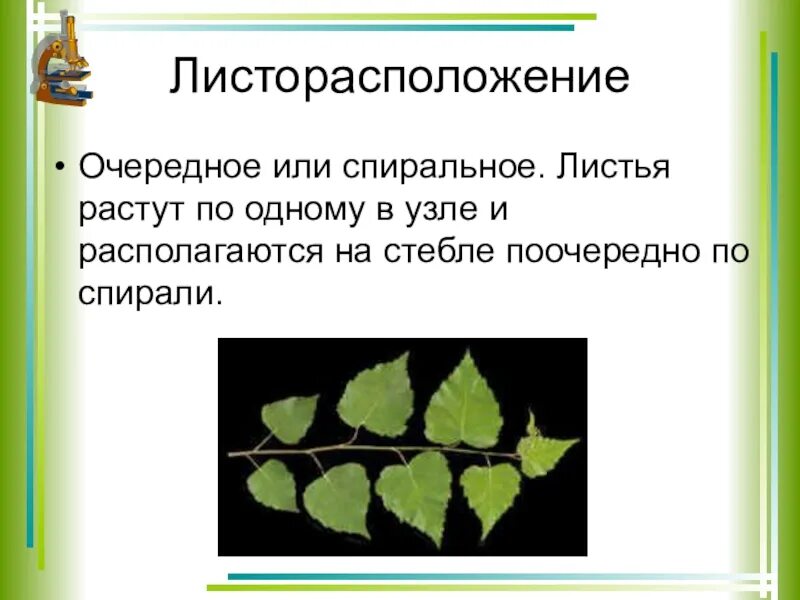 Листья по два в узле