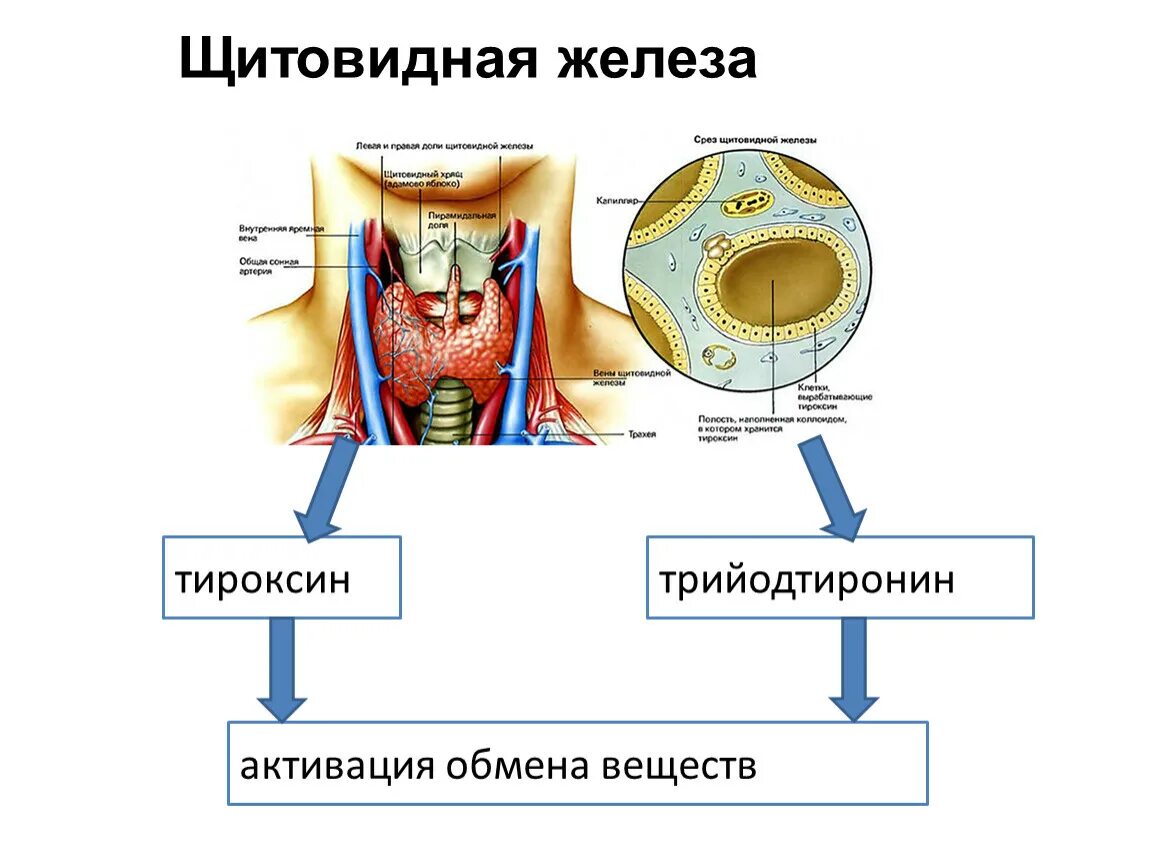 Железа вырабатывающая гормон тироксин рисунок. Трийодтиронин щитовидной железы. Щитовидная железа тироксин. Активация тироксина. Какие железы вырабатывают тироксин