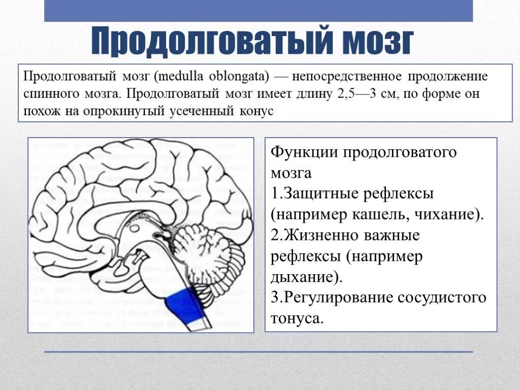 Что делает продолговатый мозг