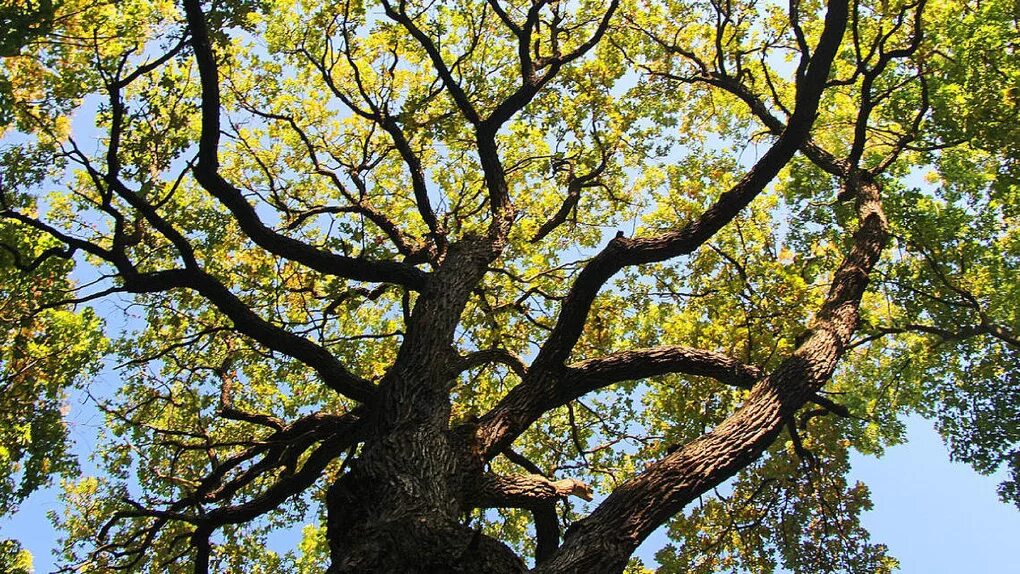 Дуб черешчатый волгоград горная поляна. Качели на дереве. Дуб черешчатый в лесу. Дуб солитер. Tree установить.