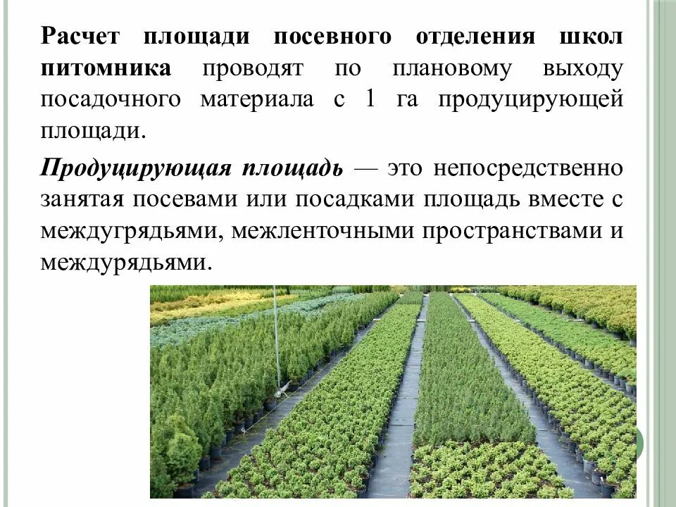 Рассчитать посадочный материал