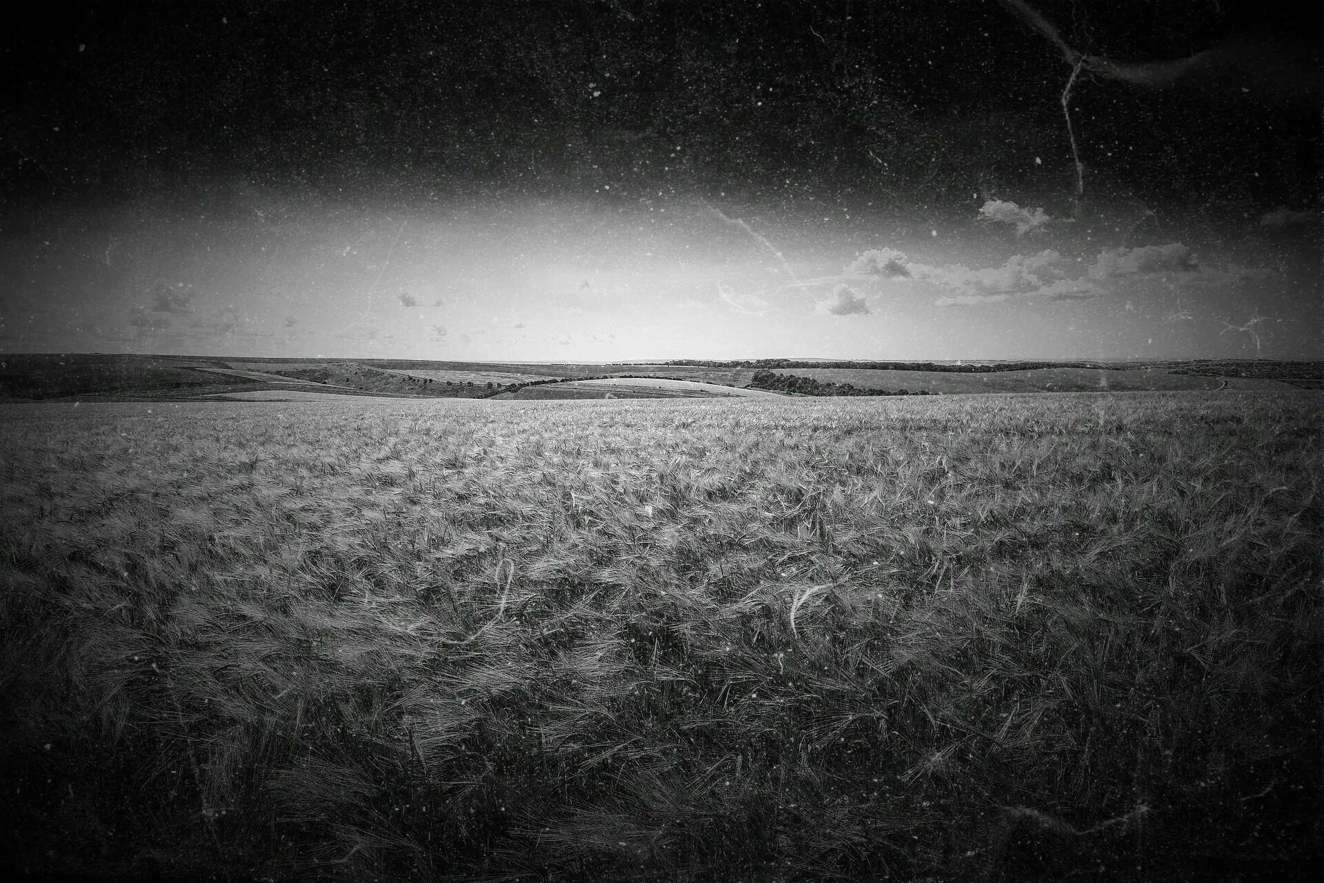 темнота тьма. Identity dark woods. лес темный страшный. беспросветный мрак. мрачный лес.