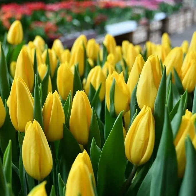 Тюльпан tulipa strong gold. Тюльпаны стронг фото. Тюльпаны стронг фото. Тюльпаны стронг фото. Тюльпан tulipa strong love.