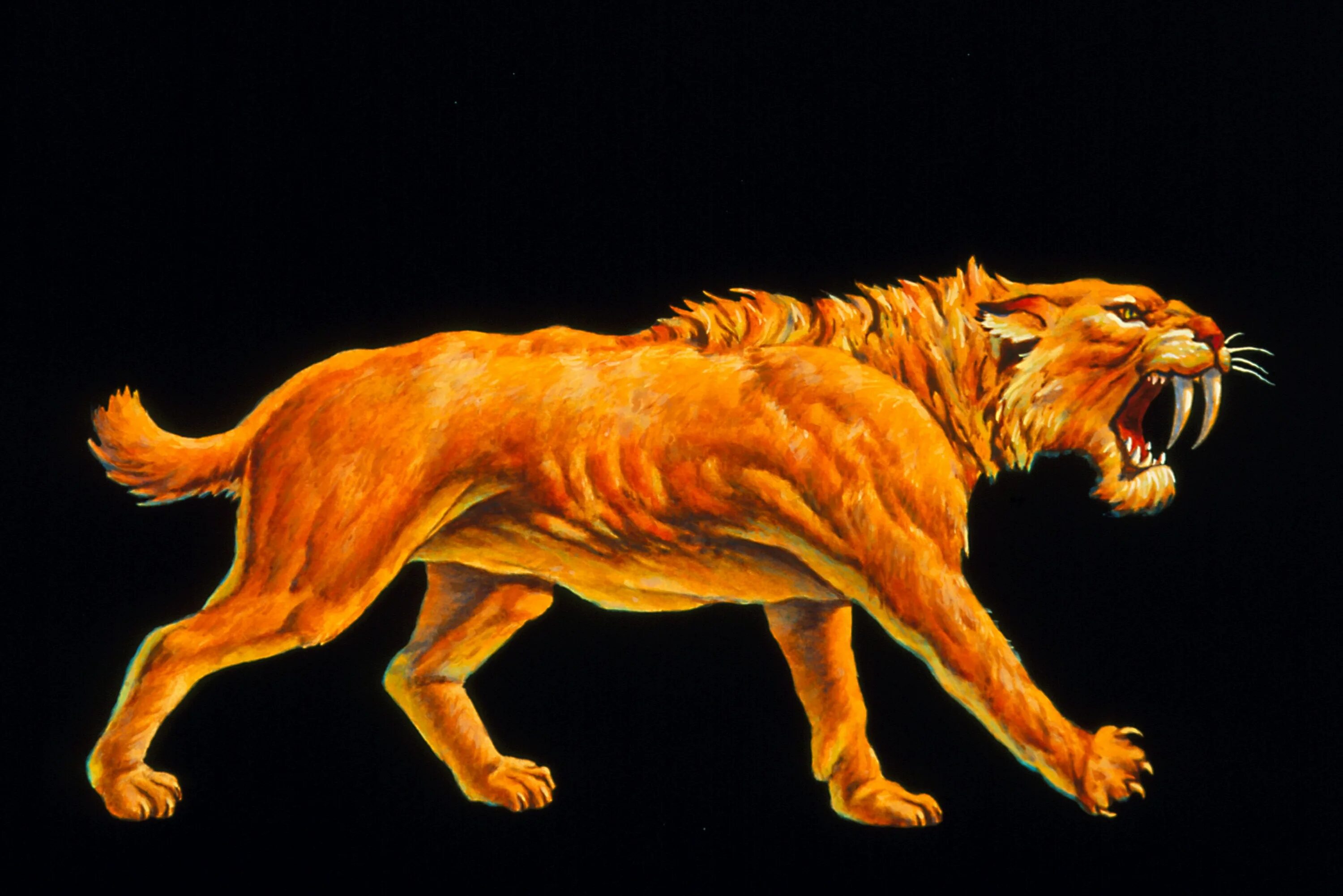 Саблезубый ягуар смилодон. Как выглядит саблезубый тигр. Cмилодон (саблезубый тигр). Махайрод смилодон. Как выглядит саблезубый тигр.