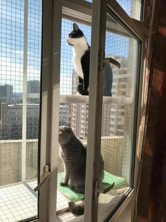 Сетка на окно для кошек антикошка купить. Клетка антикошка. Антикошка на окна. Решетка антикошка.