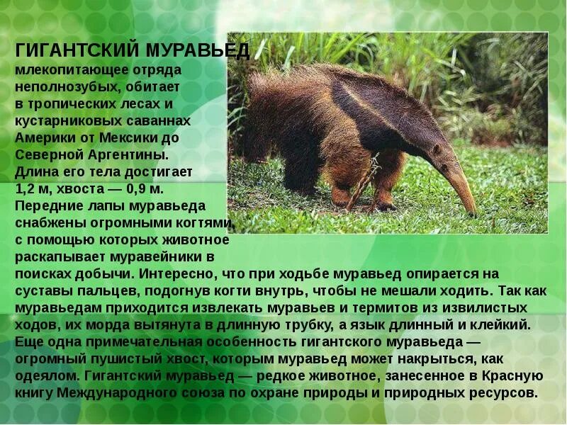 Млекопитающие леса список. Гигантский муравьед южной америки. муравьеды млекопитающие южной америки. муравьед ареал обитания. животные южной америки муравьед.