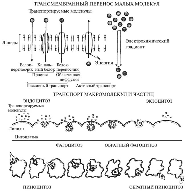 Молекула органического вещества эукариотической клетки. Схема транспорта через клеточную мембрану. Механизмы транспорта веществ через клеточную мембрану. Механизм трансмембранного переноса веществ. Способы переноса веществ через клеточную мембрану.
