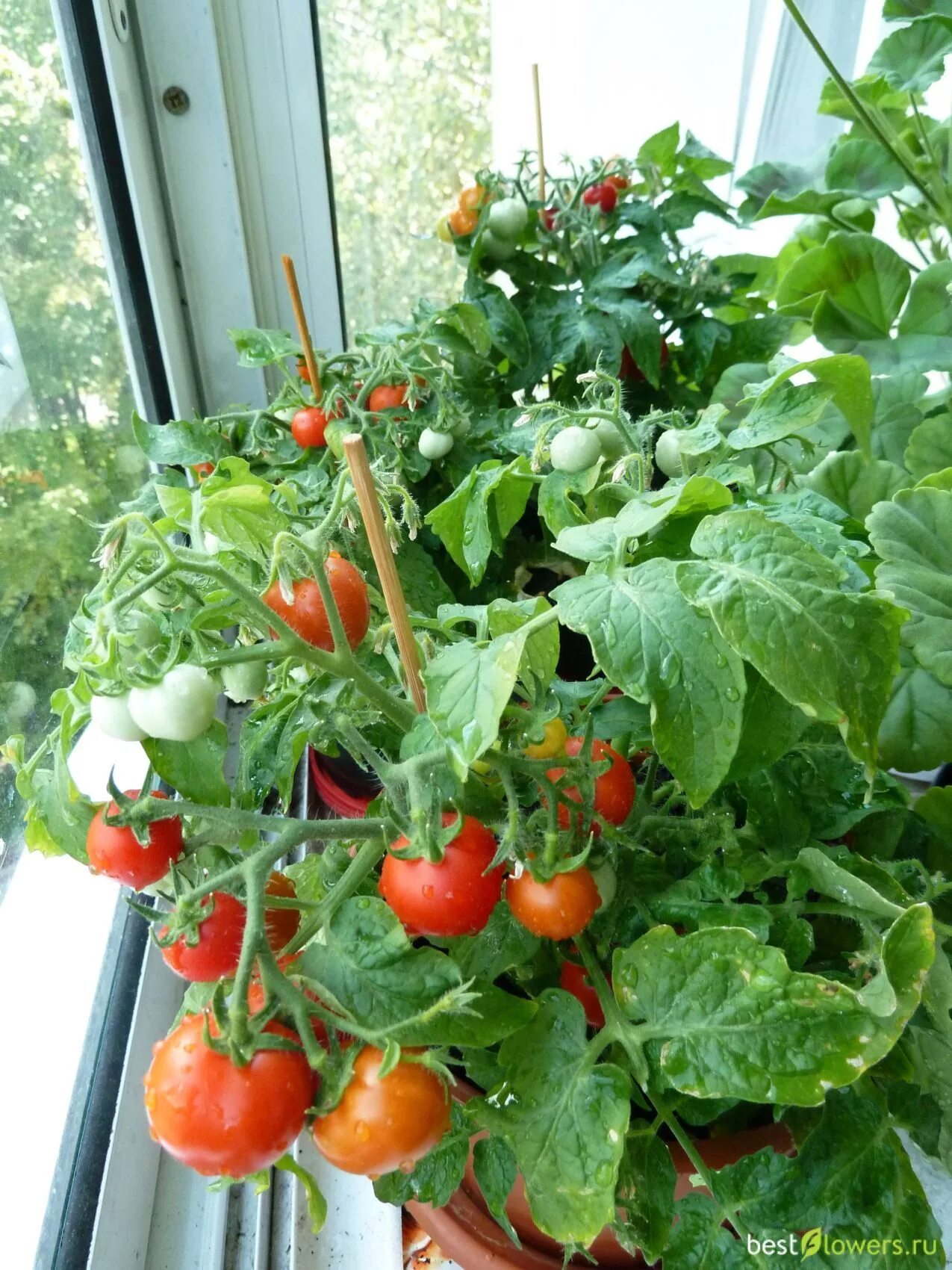 Семена томатов для балкона. Черри балконное чудо. Помидоры черри балконное чудо. Томат черри балконный f1 (карликовый, ультраскороспелый). Томаты черри бонсай.