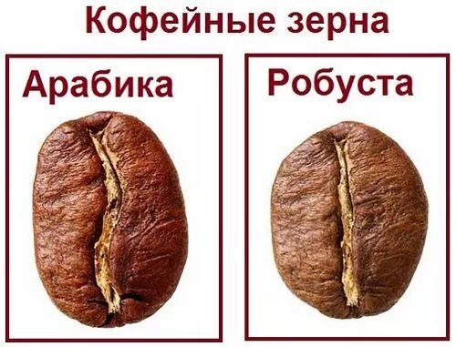Что дает робуста. Кофе арабика и робуста различия. зерна арабики и робусты отличия. зерно арабика и робуста. как отличить арабику от робусты в зернах.