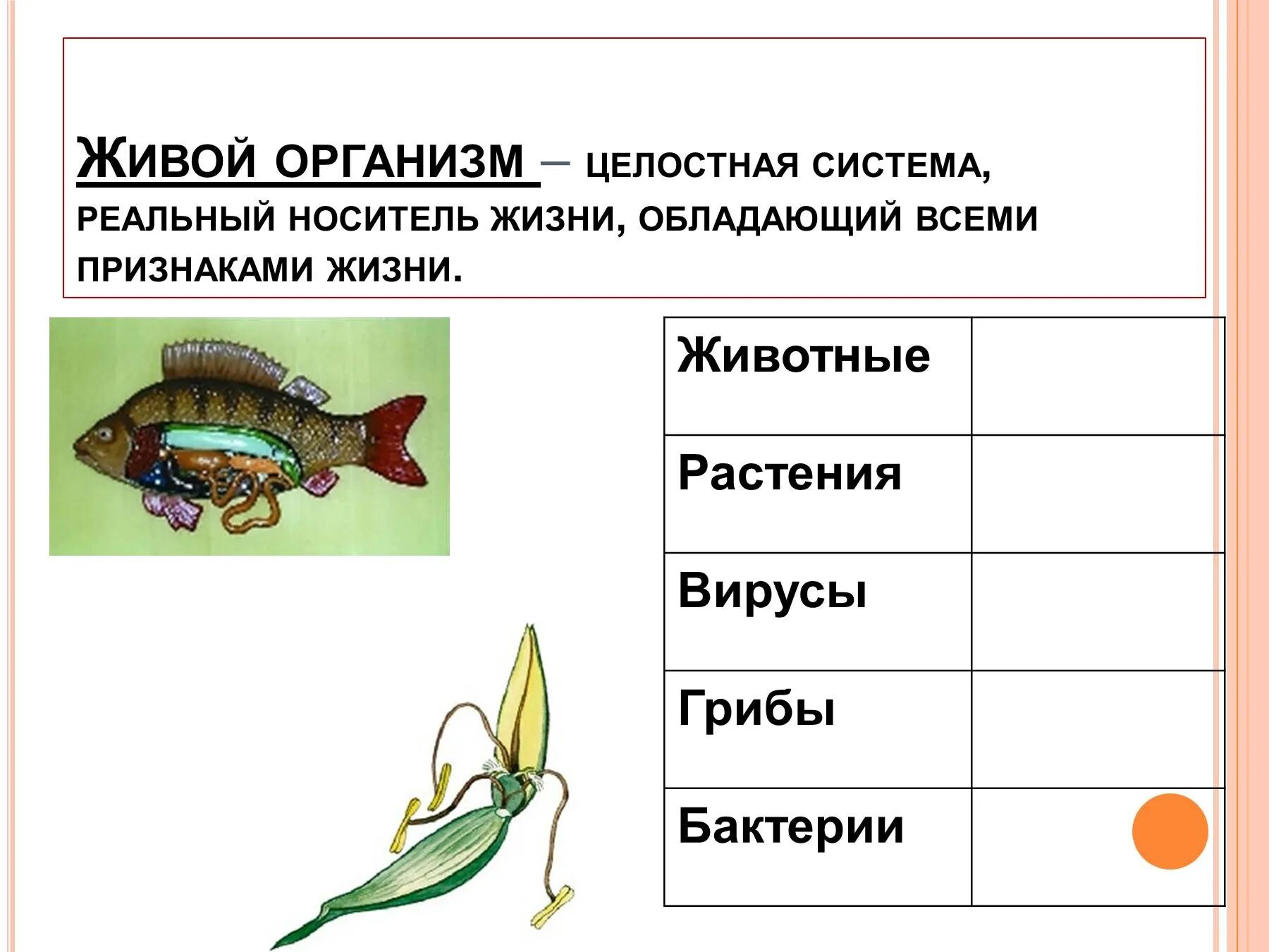 Свойства живых организмов 5 класс. Свойства живых организмов 6 класс. Организм как целостная система у животных. Свойства живых организмов схема.