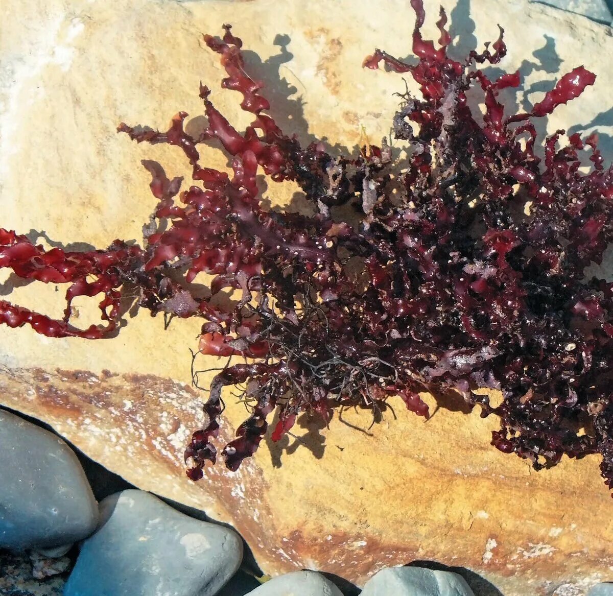Филлофора это какая водоросль. Филлофора курчавая. филлофора водоросль. красные водоросли филлофора. филлофора перепончатолистная.