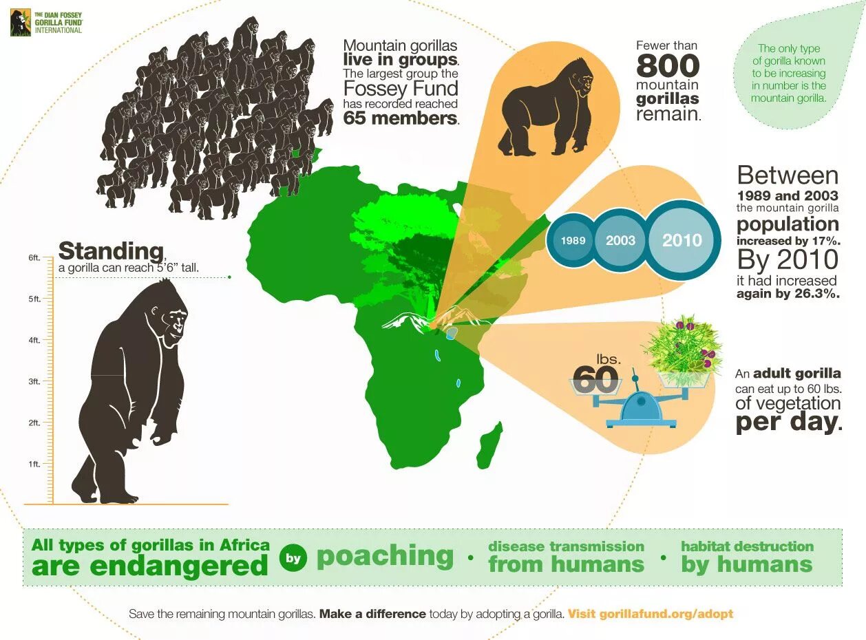 Release reduce adopt reusable endangered species. Ареал обитания горилл на карте. Ареал обитания горных горилл. Горная горилла инфографика. Местообитание горилл.