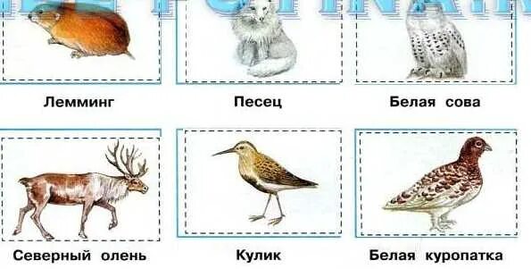 Песец и куропатка