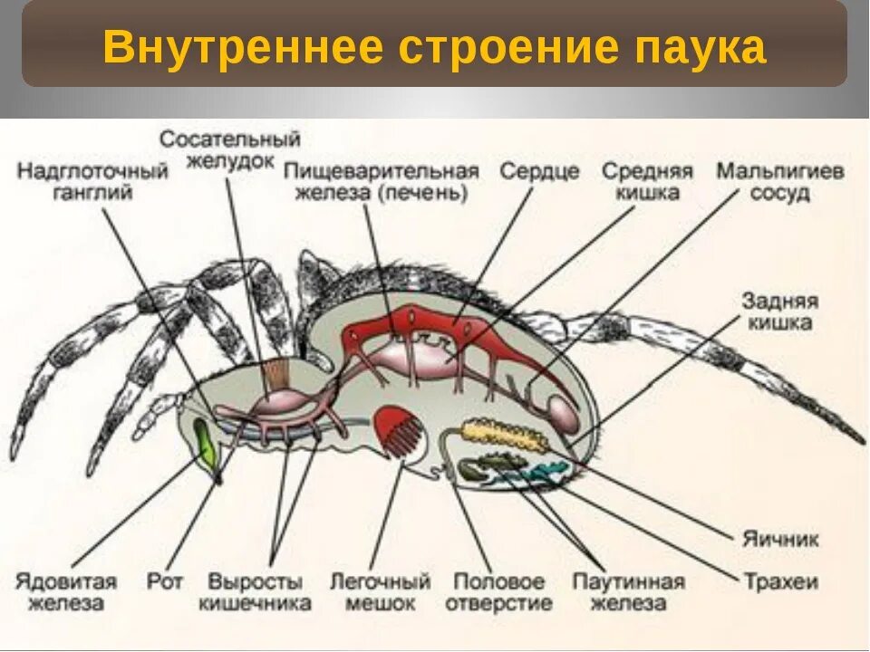 Половая паукообразных