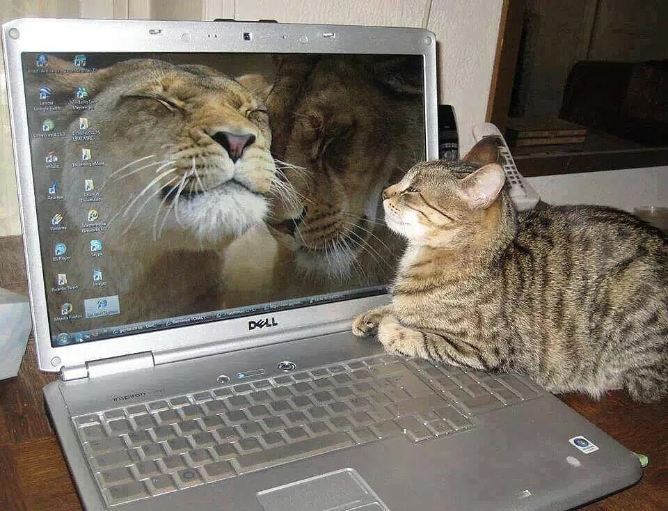 Млеть это. Млеть это. Котенок на море. Котик с компьютером. Лежу на пляжу я и млею о жизни.