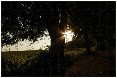 Back light